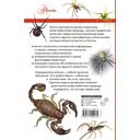 Пауки, скорпионы и многоножки России — фото, картинка — 1