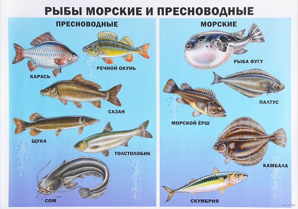 Какие рыбы водятся в море. Морские рыбы. Виды рыб. Пресноводные и морские. Морские и речные обитатели.