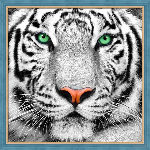 Алмазная вышивка-мозаика "Портрет белого тигра" (250х250 мм) — фото, картинка