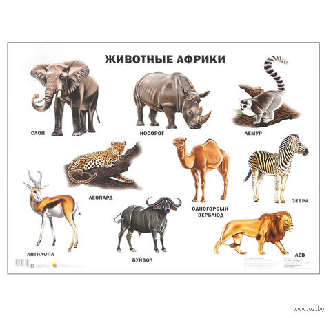 Животные Африки. Плакат — фото, картинка